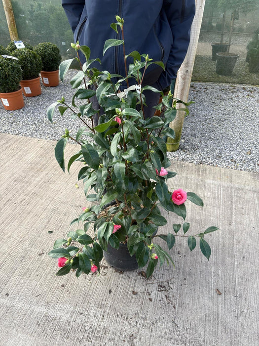 Camellia Japonica Ill Tramonto 15 Litre Pot