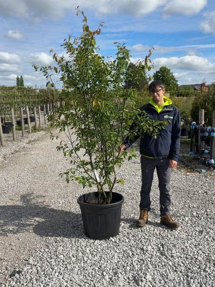 Amelanchier Lamarckii Multi Stem 175/200cm