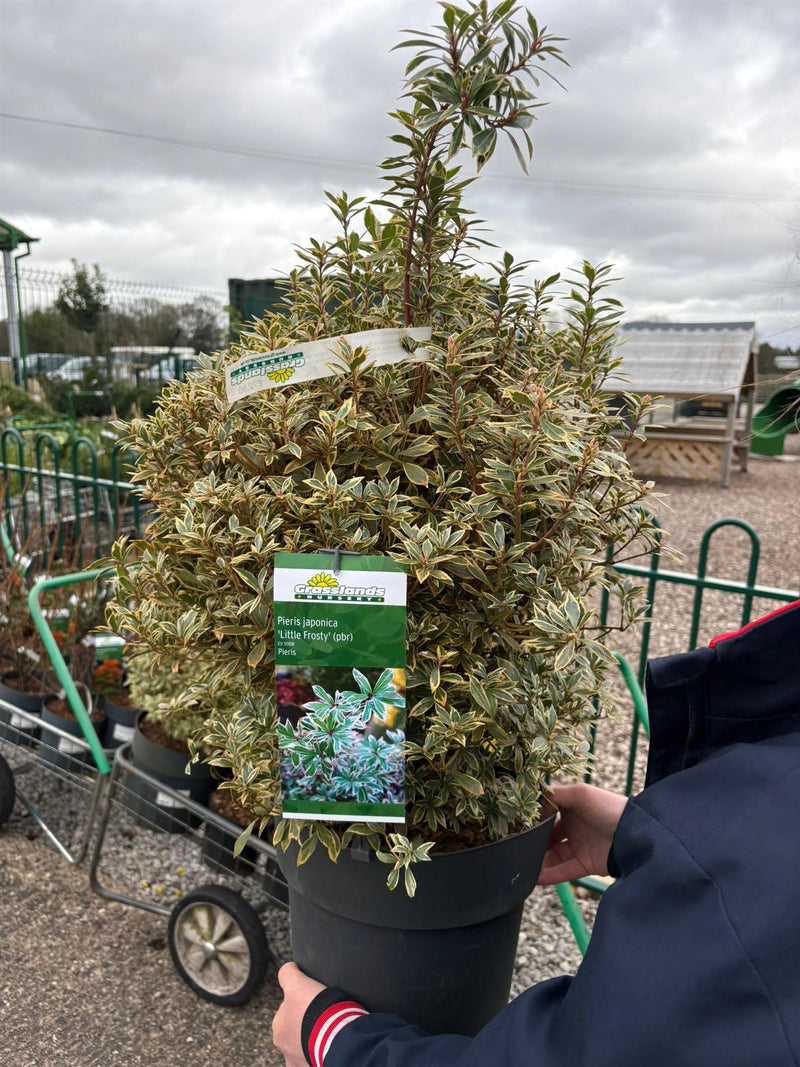 Pieris Japonica Little Frosty 10 Litre Pot