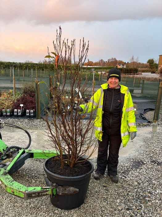 Magnolia Susan 175/200cm Specimen Sized Root Ball