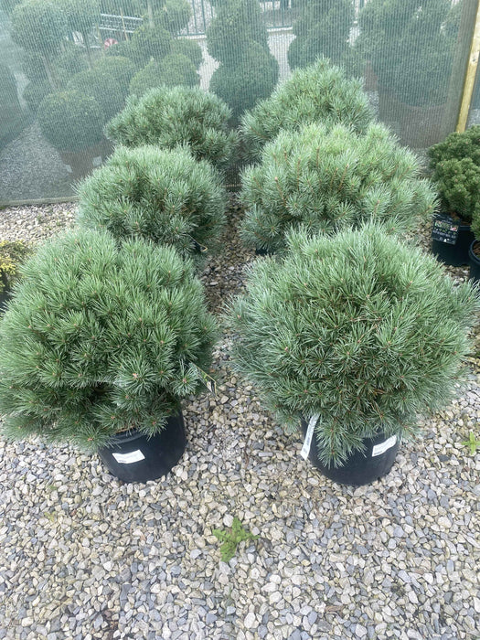 Pinus Sylvestris Watereri 25 Litre Pot