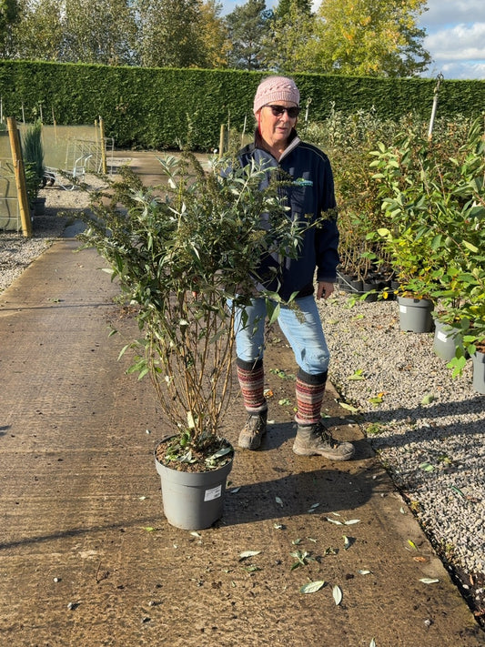 Buddleja davidii Pink Delight 12 Litre Pot 80-100cm