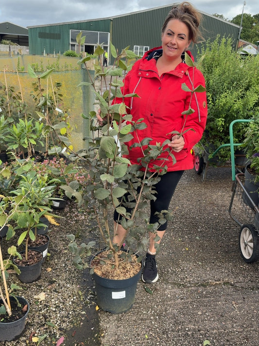Viburnum Carlesii 12 Litre Pot 80/100cm
