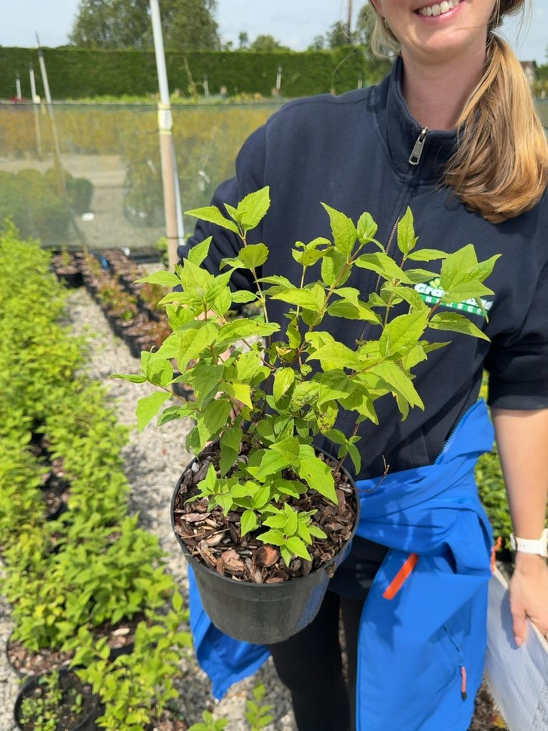 Philadelphus Belle Etoile - Mock Orange 3 Litre Pot