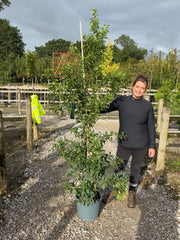 Prunus Lusitanica - Portuguese Laurel  Brenelia 15 Litre Pot