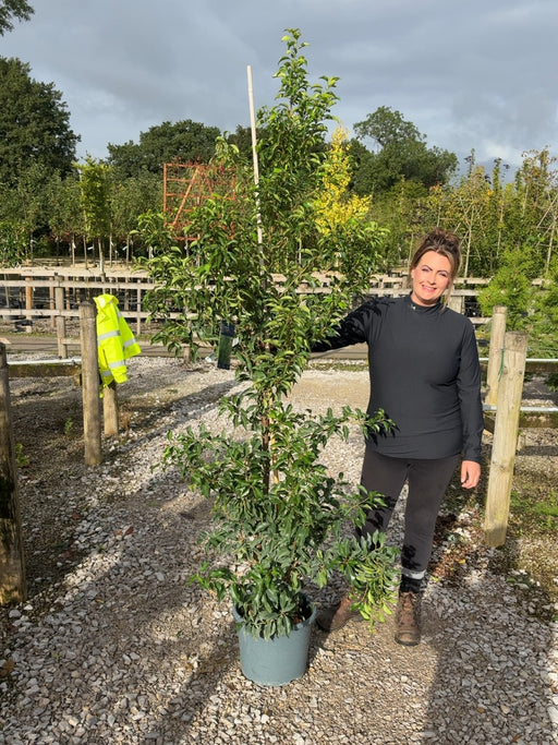 Prunus Lusitanica - Portuguese Laurel  Brenelia 15 Litre Pot