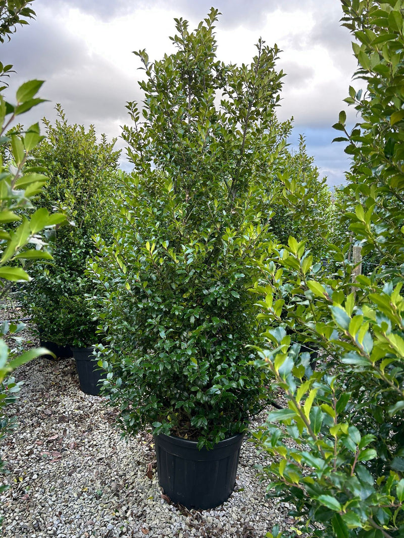 Ilex Meserveae Blue Prince Specimen 200/225cm