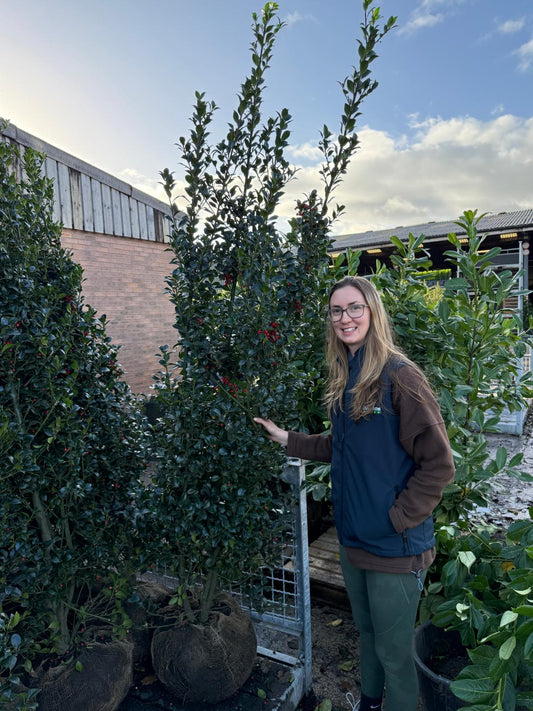Ilex mes. Heckenfee 160/180cm Bushy Root Ball Delivery from October