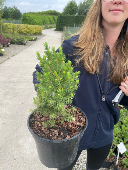 Picea Glauca Conica 3 Litre Pot