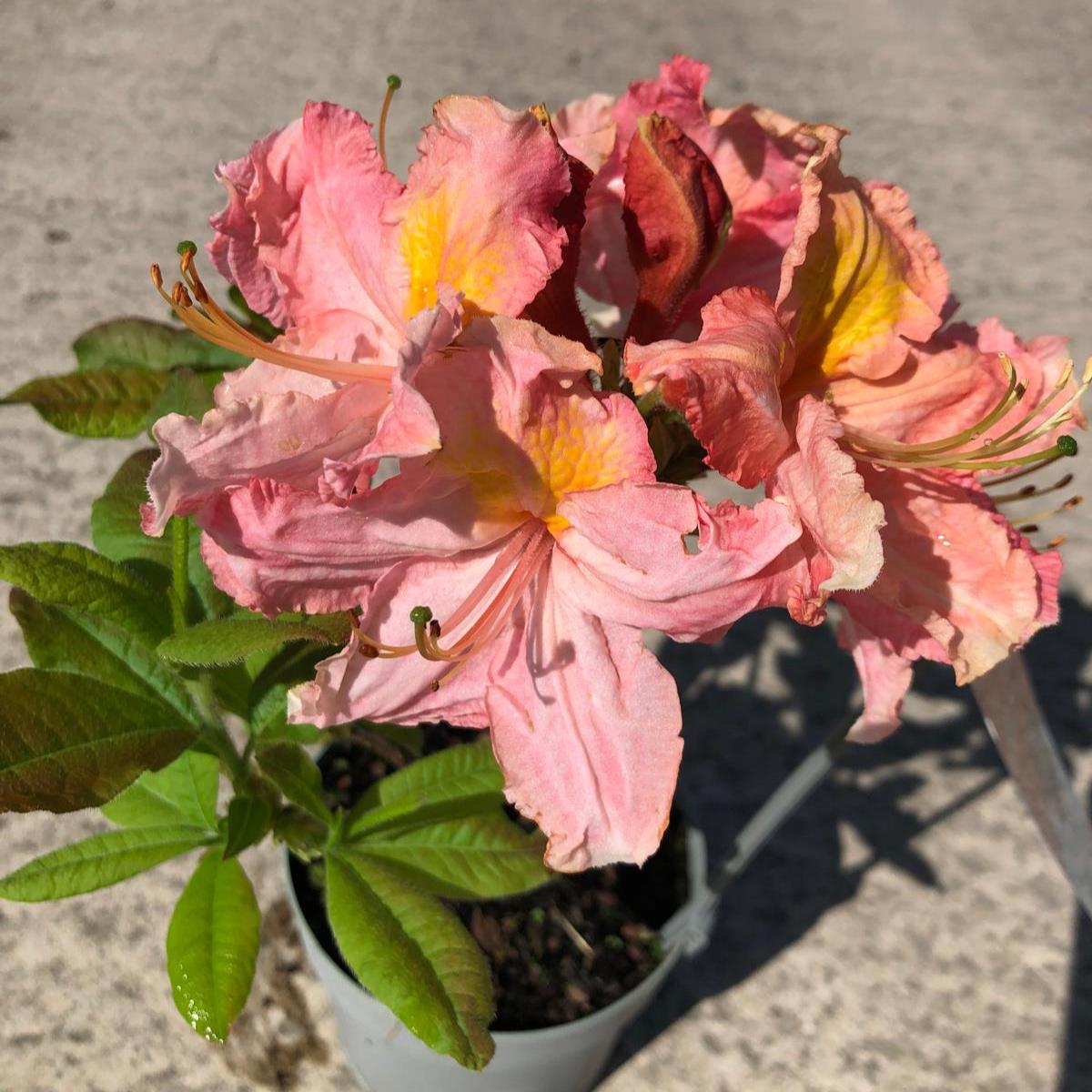 Azalea Knaphill Strawberry Ice 5 Litre Pot