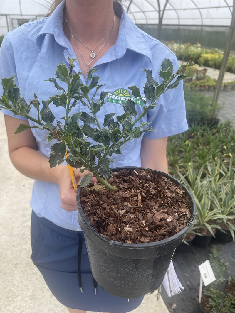 Ilex Aquifolium Alaska 3 Litre Pot