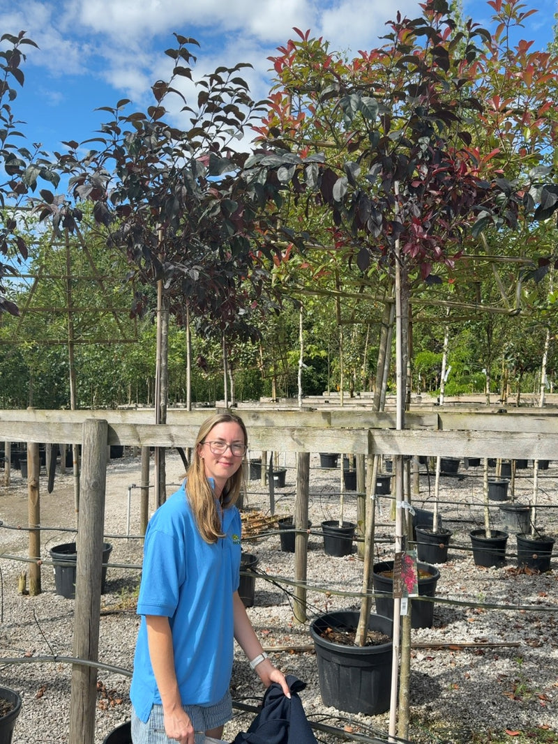 Malus Royalty Half Standard 50 Litre Pot