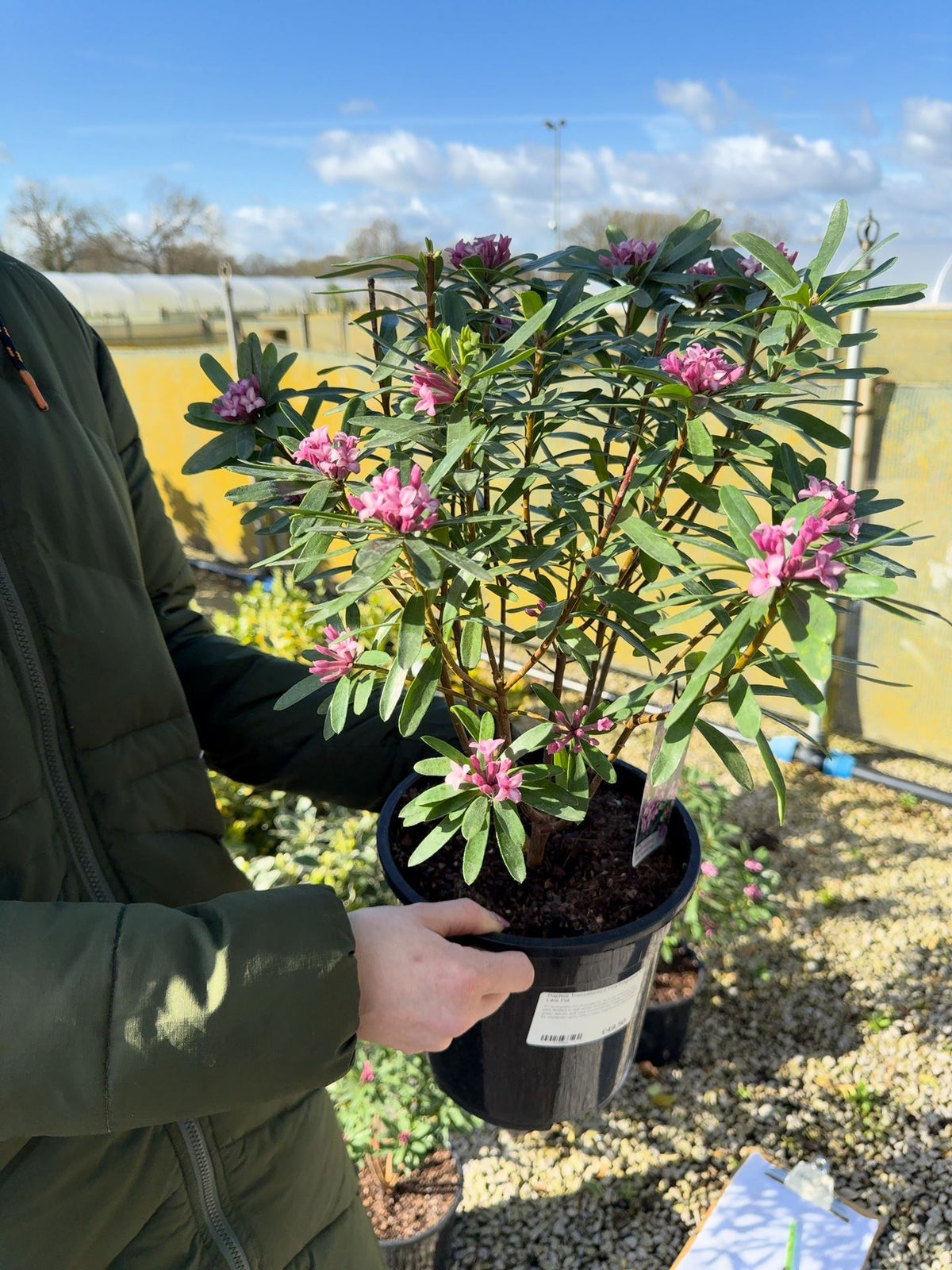 Daphne Transatlantica Pink Fragrance 4.5 Litre Pot