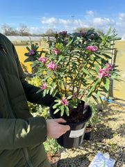Daphne Transatlantica Pink Fragrance 4.5 Litre Pot