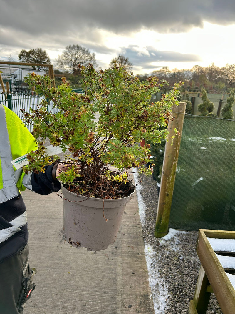 Potentilla fruticosa Bella Apple 4 Litre Pot