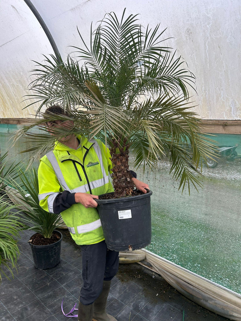 Phoenix Roebelenii 25 Litre Pot