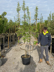 Apple Malus Elstar 50 Litre Pot Double U Frame