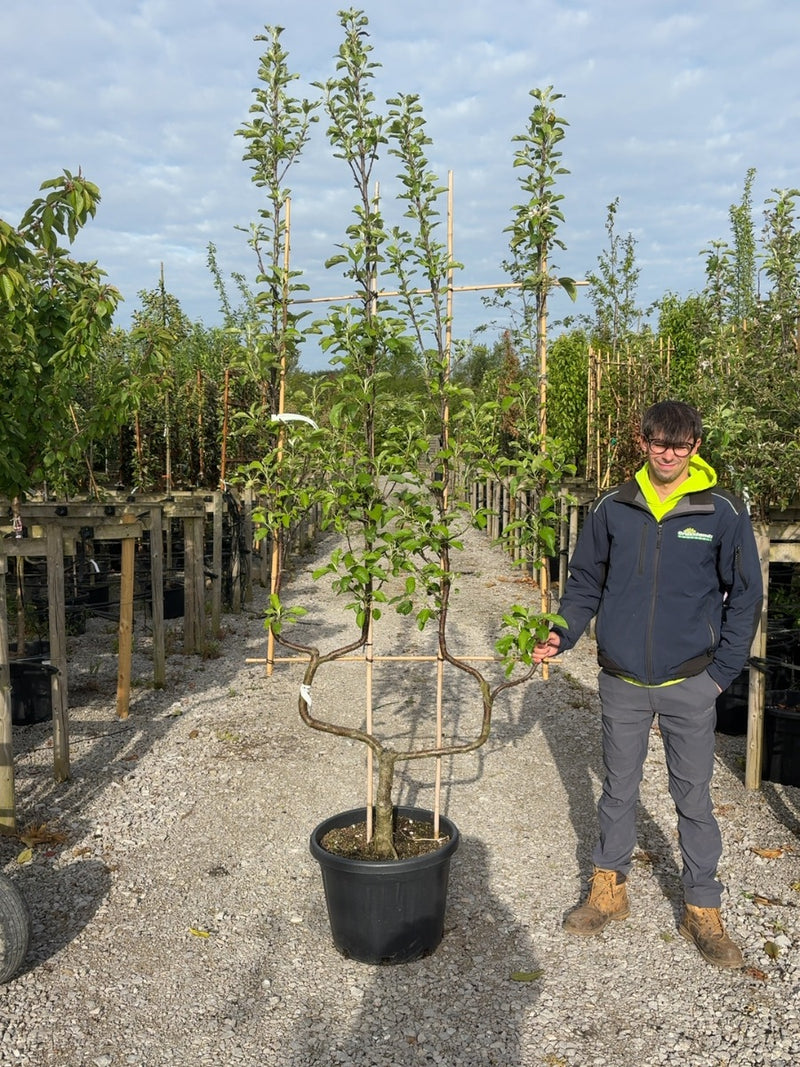 Apple Malus Elstar 50 Litre Pot Double U Frame