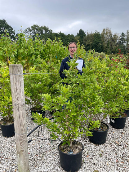 Magnolia Stellata 20 Litre Pot 80/100cm