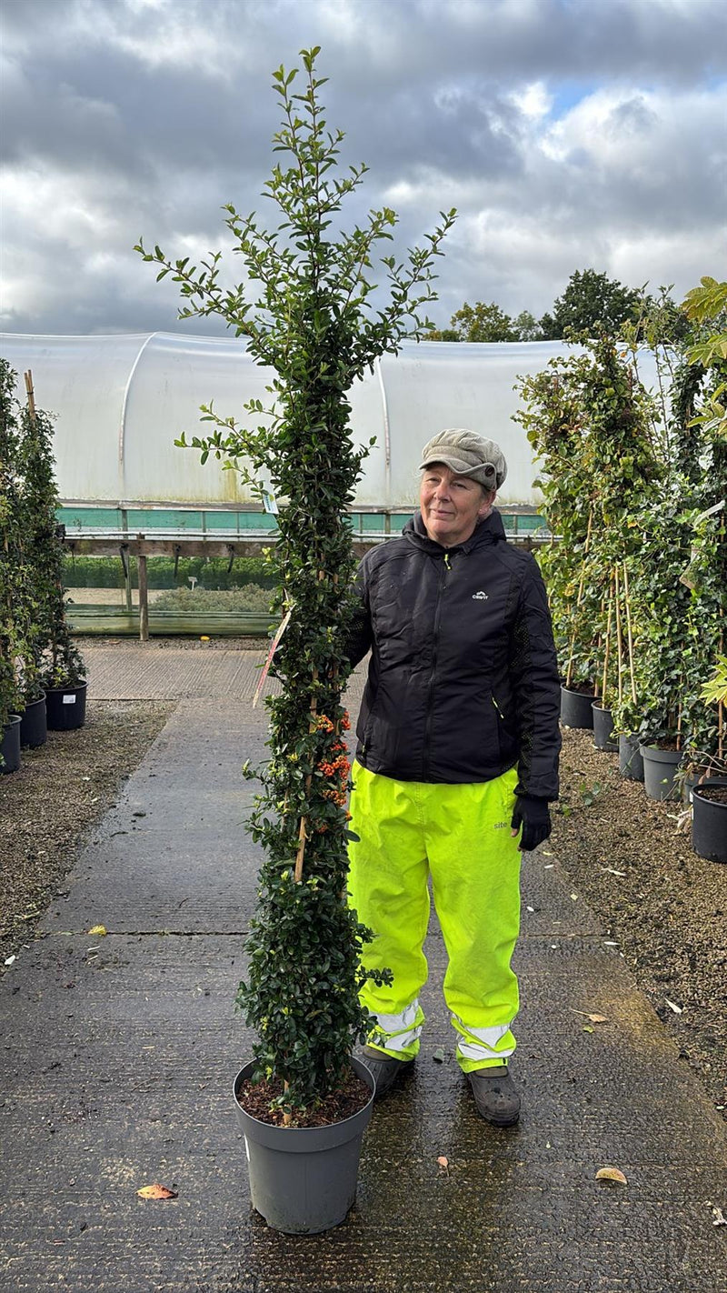 Pyracantha Red Sapphire 12 Litre Pot 150/175cm