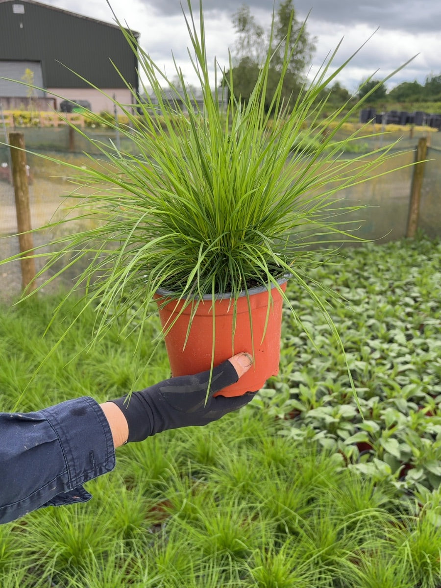 Deschampsia Cespitosa 2 Litre Pot