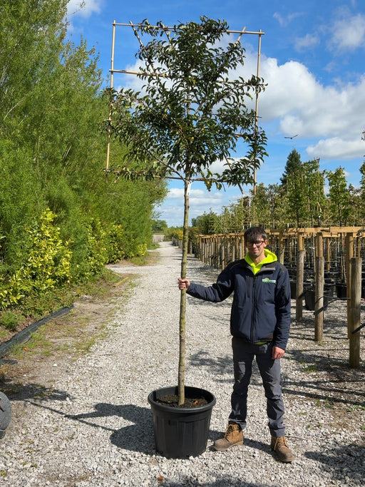 Prunus Lusitanica Brenelia Pleached 180cm St 120x120 10/12cm Pre Order/Ready For June
