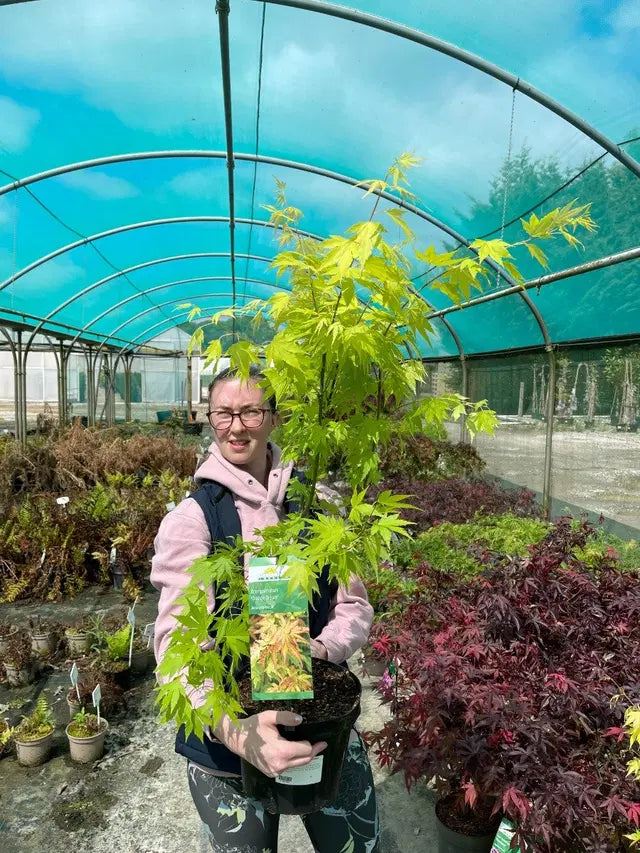 Acer Palmatum Orange Dream 5 Litre Pot