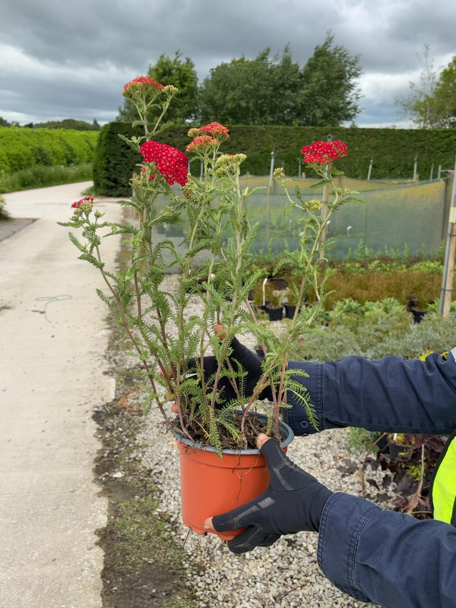 Achillea Paprika 2 Litre Pot