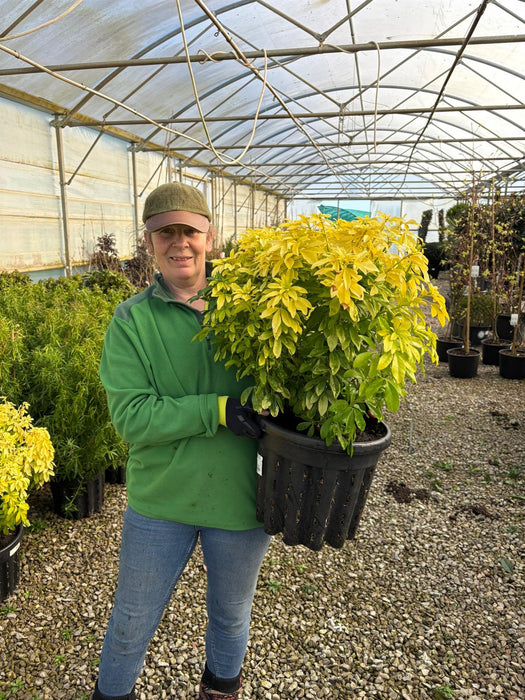 Choisya Ternata Sundance 20 Litre Pot Extra Bushy 40-50cm High