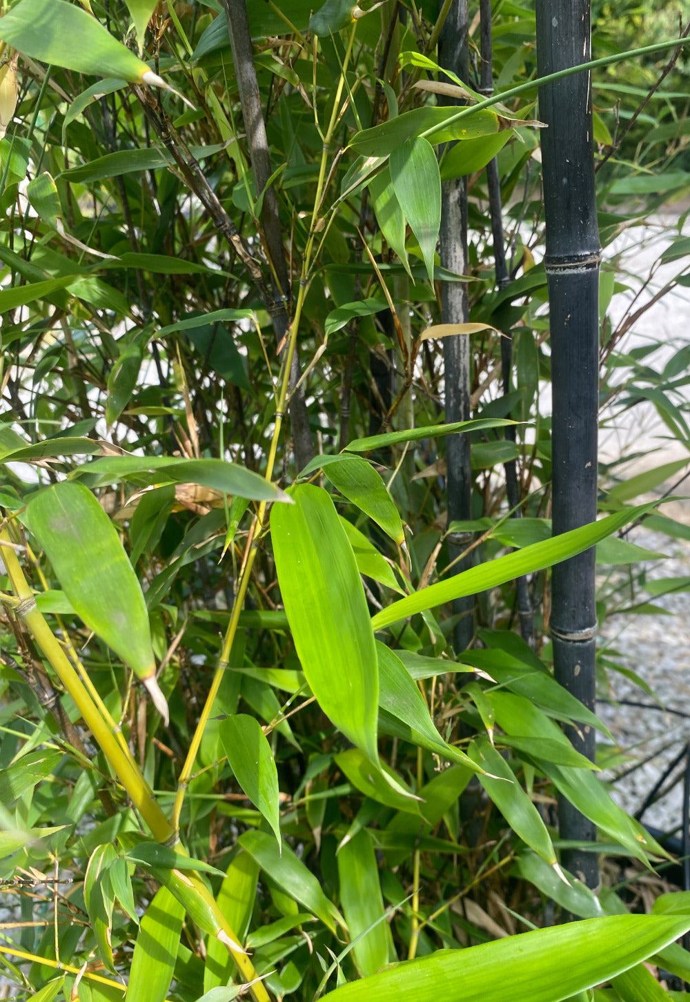 Phyllostachys Nigra Black Bamboo  70 Litre Pot 3 Metres