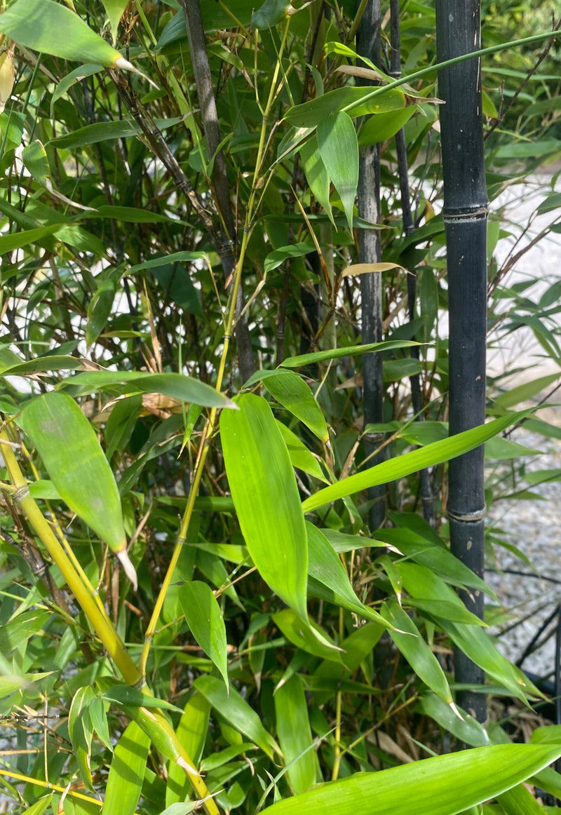 Phyllostachys Nigra Black Bamboo  70 Litre Pot 3 Metres