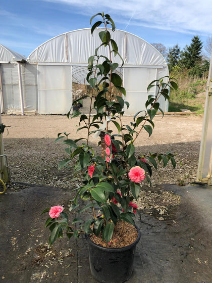 Camellia Japonica Ill Tramonto 15 Litre Pot