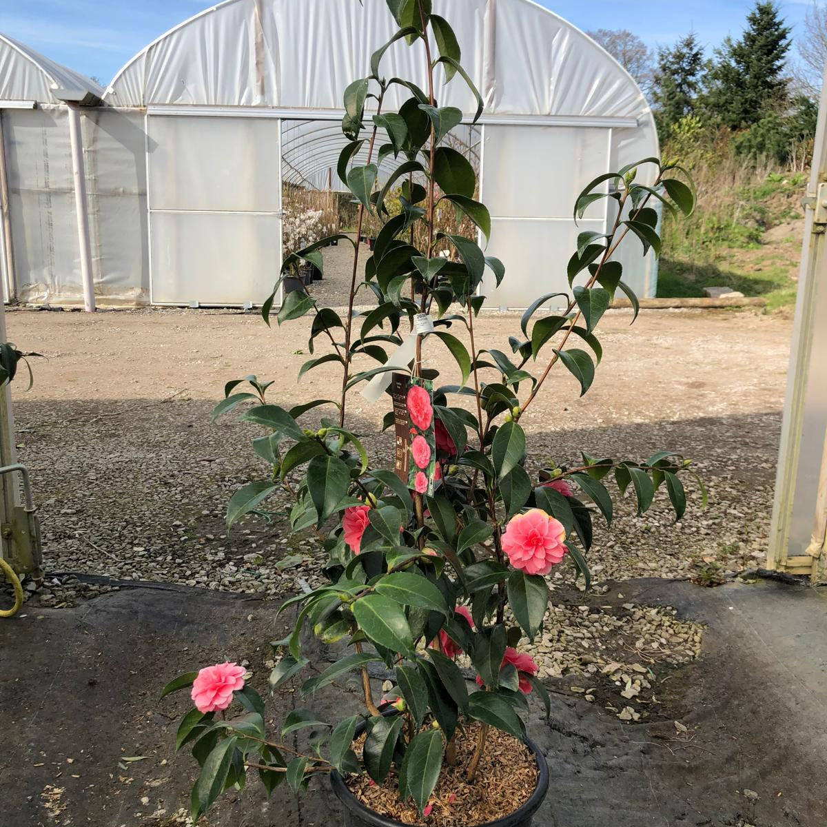 camellia japonica wachstum Camellia Japonica Ill Tramonto 15 Litre Pot — Grasslands Nursery