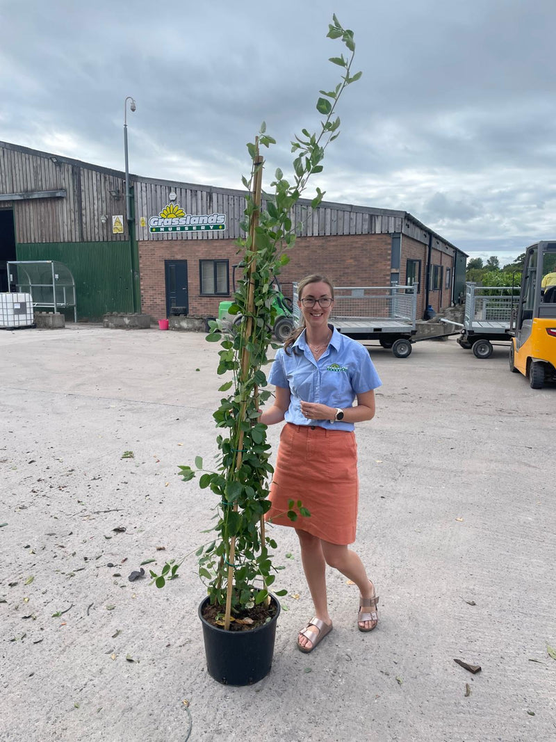 Ceanothus Arboreus Trewithen Blue 20 Litre Pot 175/200cm Tall