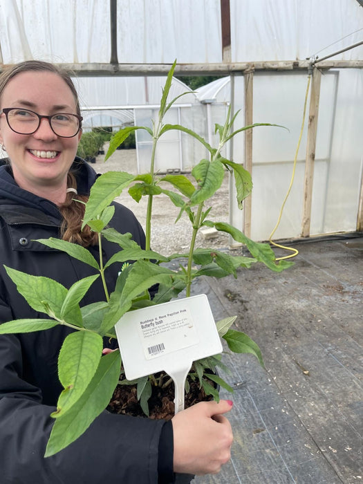 Buddleja d. Reve Papillon Pink 3 Litre Pot