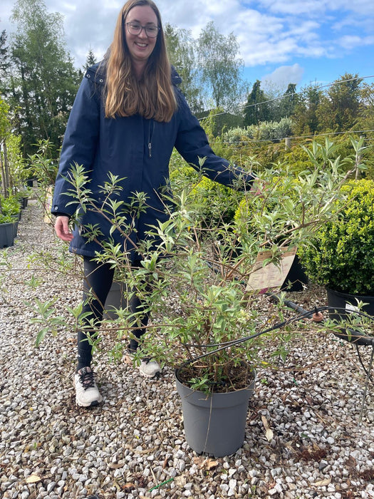 Buddleja davidii Royal Red 12 Litre Pot 80-100cm