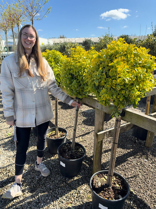 Euonymus japonicus Aureus 1/2 Standard 20 Litre Pot
