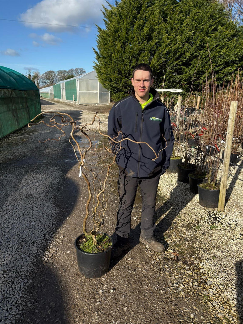 Corylus Maxima Purpurea 20 Litre Pot