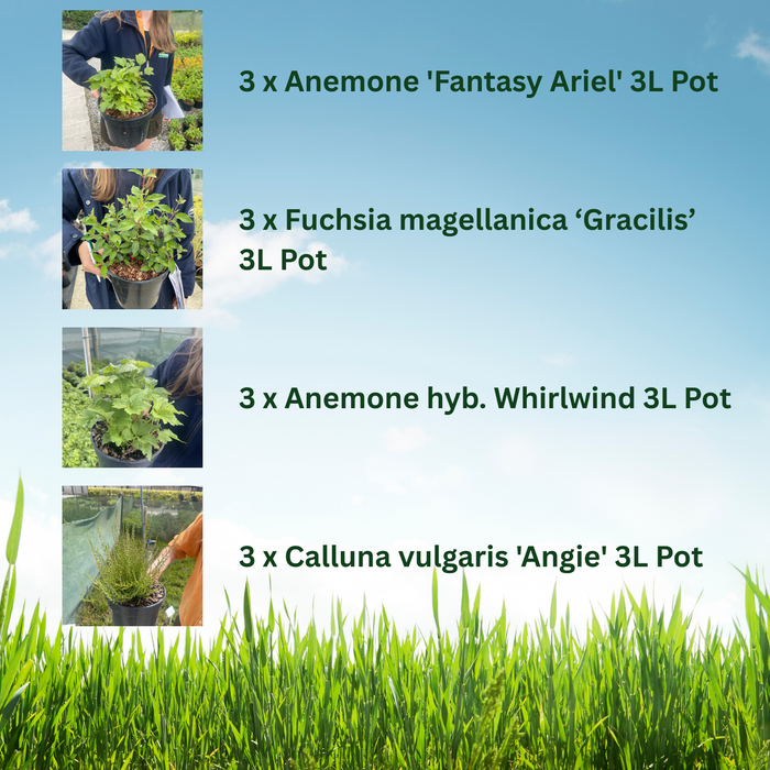 12 x Autumn Flowering Perennial Border Pack