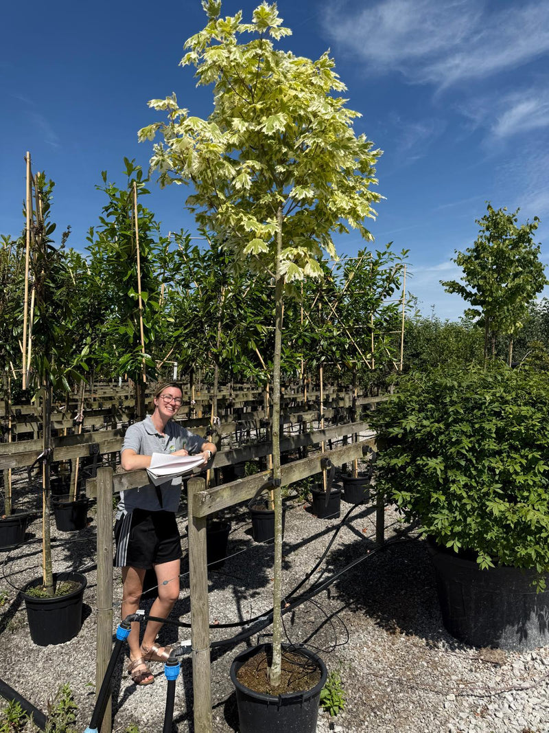 Acer Platanoides Drummondii 8-10cm Girth 35 Litre Pot