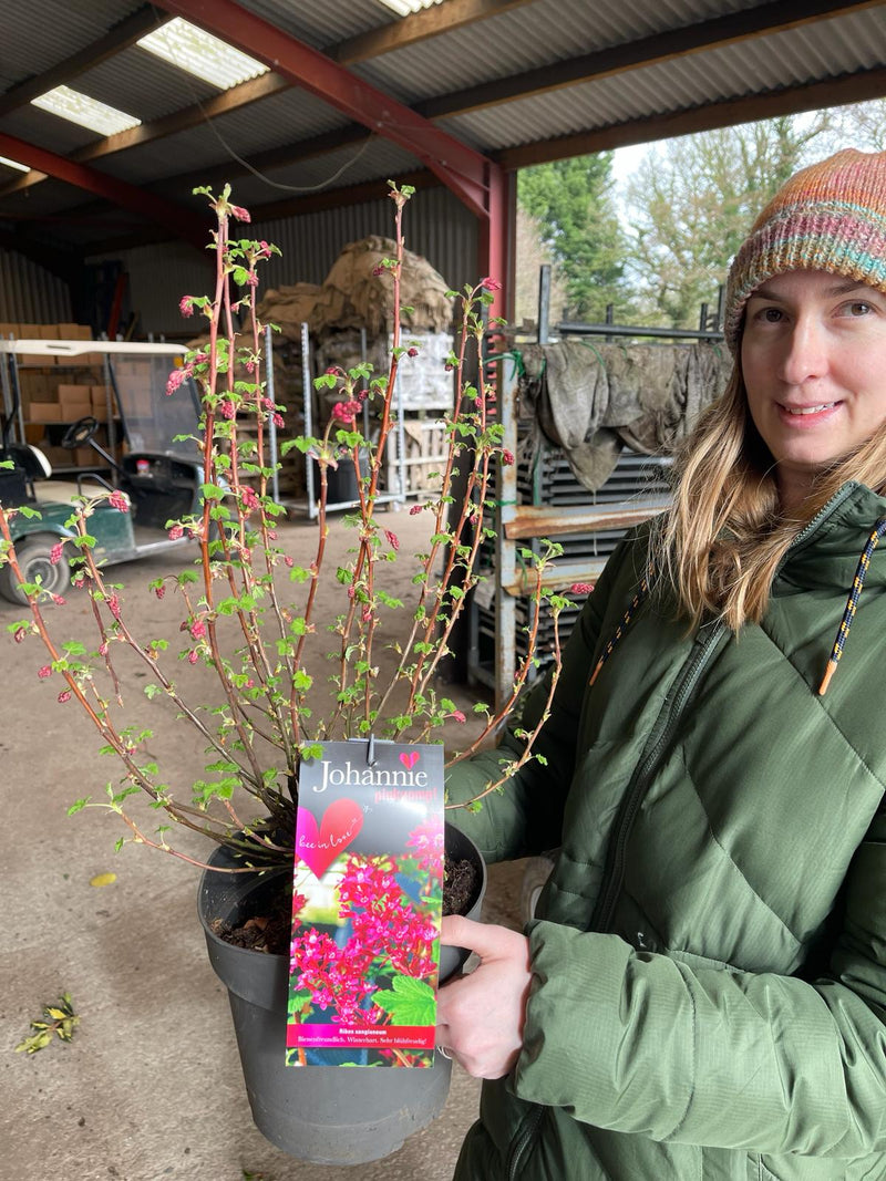 Ribes sanguineum Johannie PinkPomp 4.5 Litre Pot