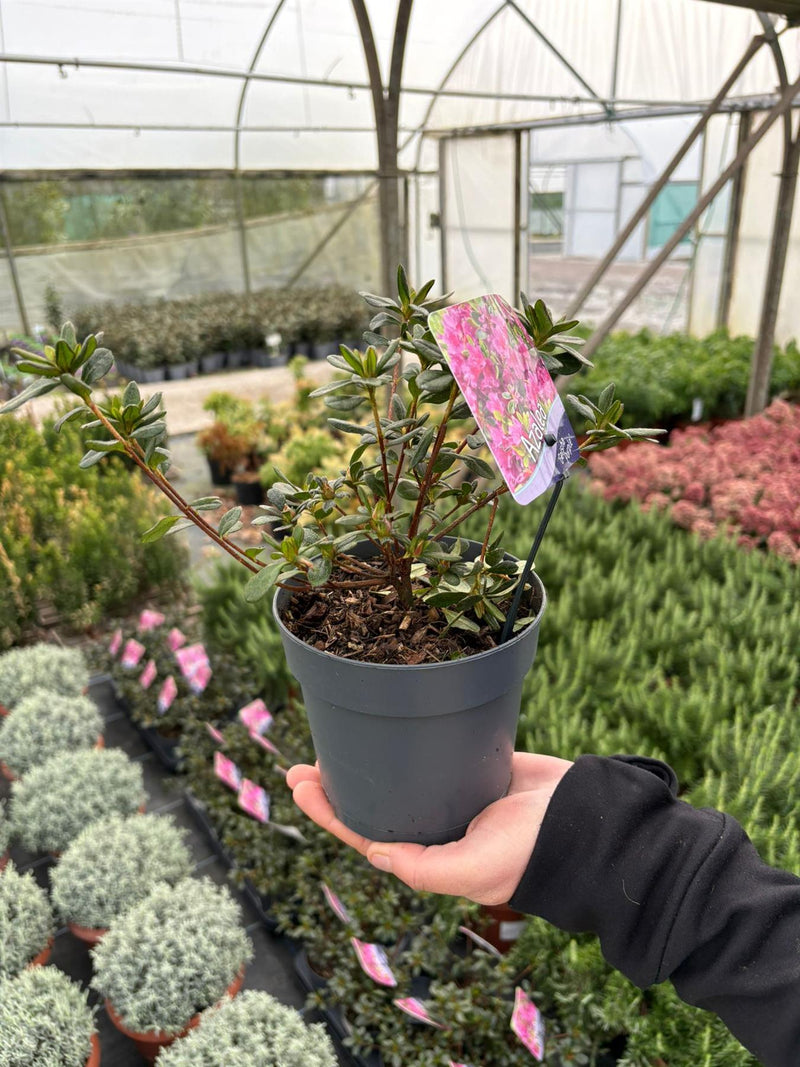Azalea Japonica Geisha Purple 1.5 Litre Pot — Grasslands Nursery