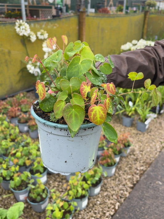 Epimedium Frohnleiten 2 Litre Pot