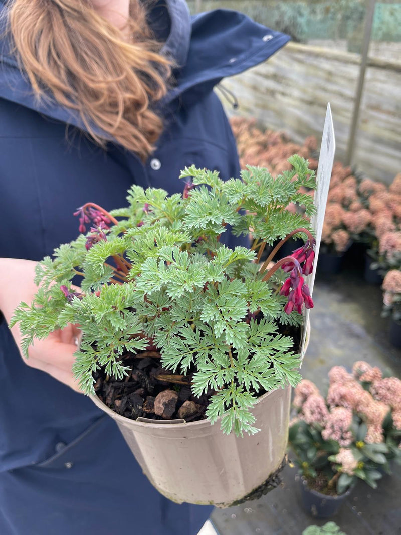 Dicentra Pink Diamonds 2 Litre Pot