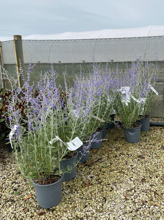 Perovskia Blue Spire 4.5 Litre Pot