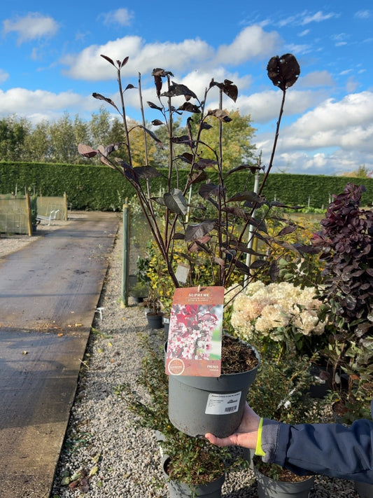 Prunus Cistena 4 Litre Pot 40-60cm
