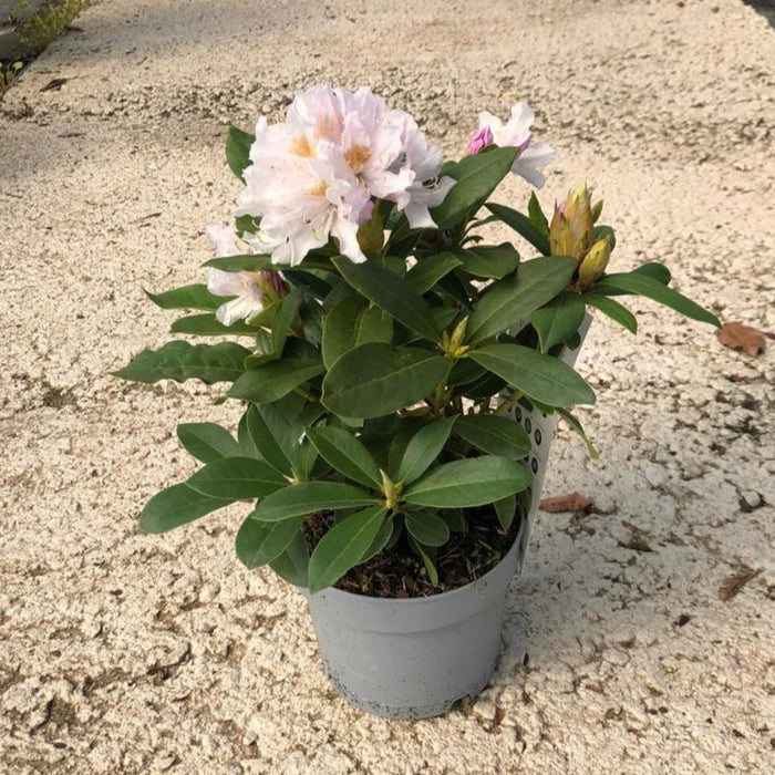 Rhododendron Hybrid Cunninghams White 2 Litre Pot