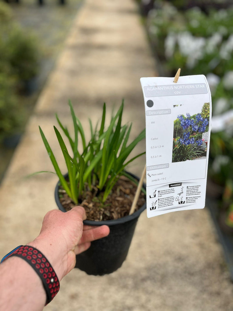 Agapanthus Northern Star 4.5 Litre Pot
