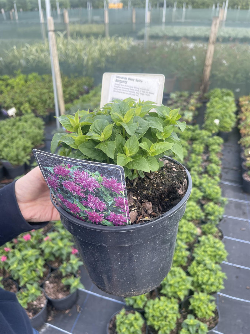 Monarda Baby Spice 3 Litre Pot