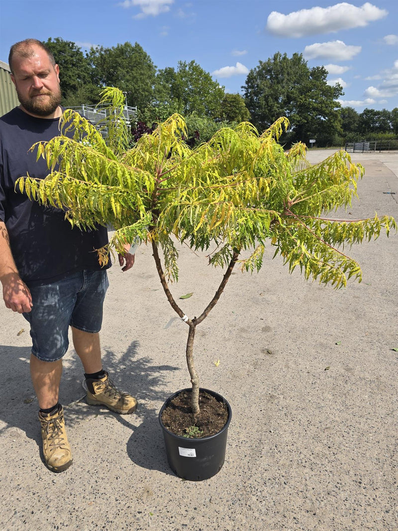 Rhus Typhinia Tiger Eyes 20 Litre Pot 100-125cm Tall